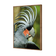 Percy the Palm Cockatoo, Right