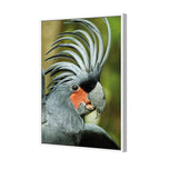 Percy the Palm Cockatoo, Right