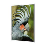 Percy the Palm Cockatoo, Right