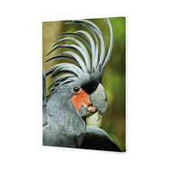 Percy the Palm Cockatoo, Right