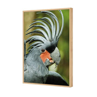 Percy the Palm Cockatoo, Right