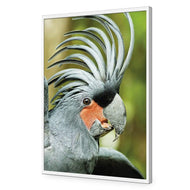 Percy the Palm Cockatoo, Right
