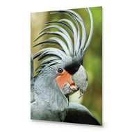 Percy the Palm Cockatoo, Right