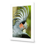 Percy the Palm Cockatoo, Right