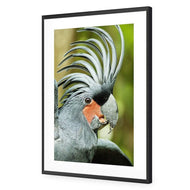 Percy the Palm Cockatoo, Right