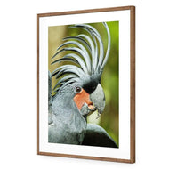 Percy the Palm Cockatoo, Right