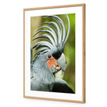 Percy the Palm Cockatoo, Right