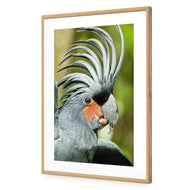 Percy the Palm Cockatoo, Right