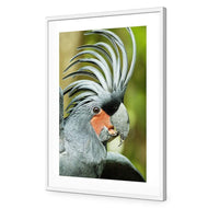 Percy the Palm Cockatoo, Right
