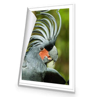 Percy the Palm Cockatoo, Right