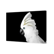 Cassie the Cockatoo