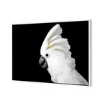Cassie the Cockatoo