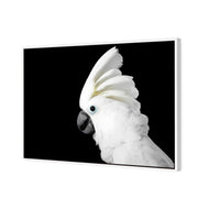 Cassie the Cockatoo