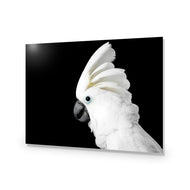 Cassie the Cockatoo