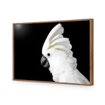 Cassie the Cockatoo