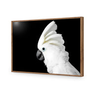 Cassie the Cockatoo