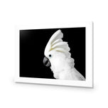 Cassie the Cockatoo