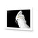 Cassie the Cockatoo