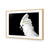 Cassie the Cockatoo