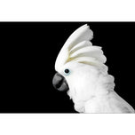 Cassie the Cockatoo