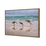 Kangaroos on Vacation
