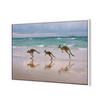 Kangaroos on Vacation