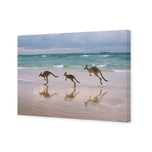 Kangaroos on Vacation