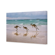 Kangaroos on Vacation