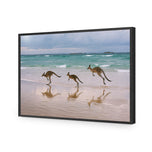 Kangaroos on Vacation