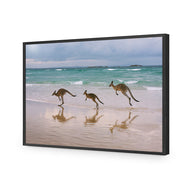 Kangaroos on Vacation