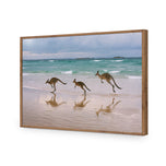 Kangaroos on Vacation