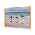 Kangaroos on Vacation