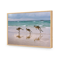 Kangaroos on Vacation