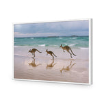 Kangaroos on Vacation