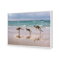 Kangaroos on Vacation