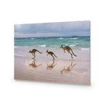 Kangaroos on Vacation
