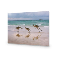 Kangaroos on Vacation