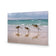 Kangaroos on Vacation