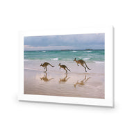 Kangaroos on Vacation