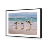 Kangaroos on Vacation