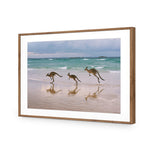 Kangaroos on Vacation
