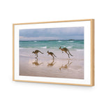 Kangaroos on Vacation