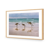 Kangaroos on Vacation