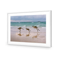 Kangaroos on Vacation