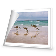 Kangaroos on Vacation
