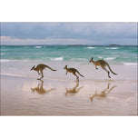 Kangaroos on Vacation
