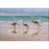 Kangaroos on Vacation