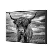 Stormy the Highland Cow