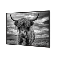 Floor Stock-Stormy the Highland Cow