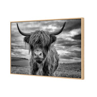 Stormy the Highland Cow